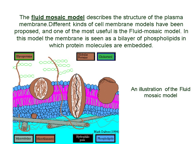 The fluid mosaic model describes the structure of the plasma membrane.Different kinds of cell